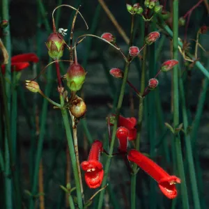 Galvezia juncea, Gran CaÃ±on, Cedros Island
