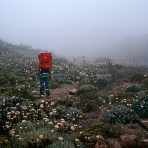 Eriogonum molle/Ralph Philbrick, mine site, CaÃ±ada De La Mina, Cedros Island