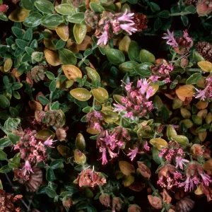 Monardella thymifolia, Gran CaÃ±on, Cedros Island