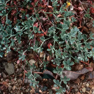 Lotus cedroensis, Gran CaÃ±on, Cedros Island