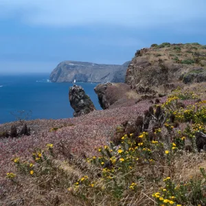 East Anancapa Island--gull & bluffs on S side