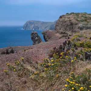 East Anancapa Island--gull & bluffs on S side
