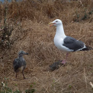 East Anancapa Island--Western gulls