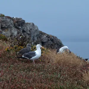 East Anancapa Island--Western gulls