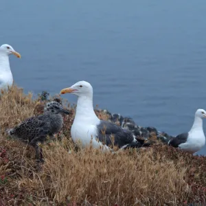 East Anancapa Island--Western gulls