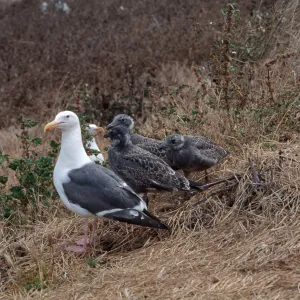 East Anancapa Island--Western gulls