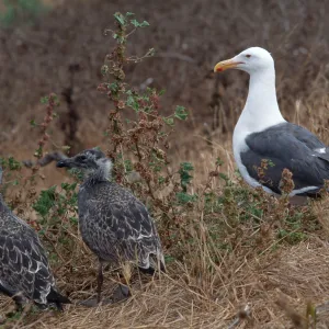 East Anancapa Island--Western gulls