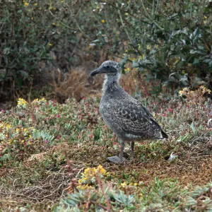 East Anacapa Island--young Western Gulls