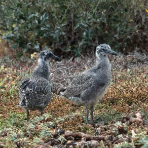 E. Anacapa Island--young Western Gulls