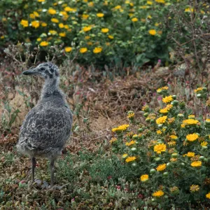 E. Anacapa Island--young Western Gulls