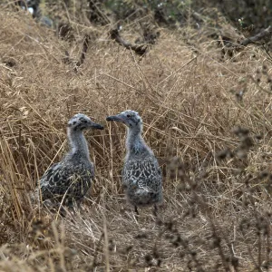 E. Anacapa Island--young Western Gulls