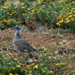 E. Anacapa Island--young Western Gulls