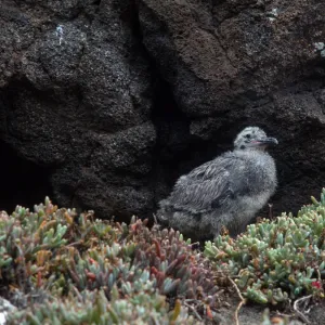 E. Anacapa Island--young Western Gulls