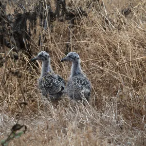East Anacapa Island--young Western Gulls