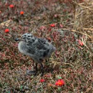 E. Anacapa Island--young Western Gulls