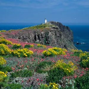 East Anacapa Island--Coreopsis, Malephora--lighthouse