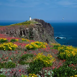 East Anacapa Island--Coreopsis, Malephora--lighthouse