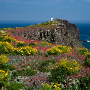 E. Anacapa Island--Coreopsis, Malephora--lighthouse