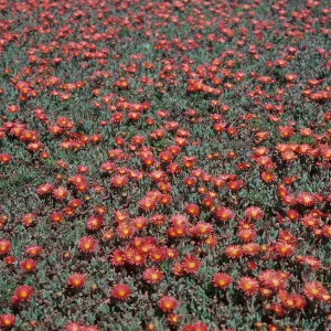 East Anacapa Island--Malephora crocea