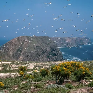 Middle Anacapa Island--Western Gulls