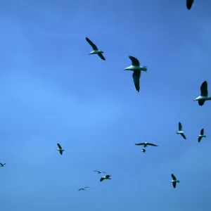 Middle Anacapa Island--western gulls