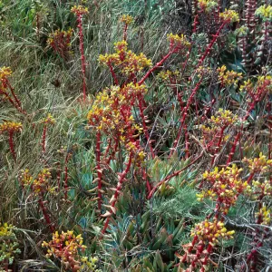 W. Anacapa Island--just E of W. terrace--Dudleya (liveforevers)