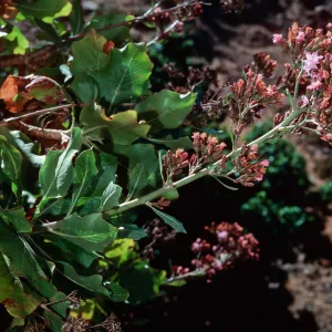 San Clemente Island, Eagle Canyon--Munzothamnus blairii