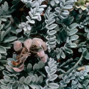 Santa Barbara Island, Arch Point trail, Astragalus traskiae