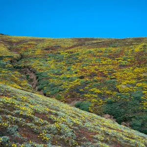 Santa Barbara Island, Upper Cliff Cyn, Malacothrix