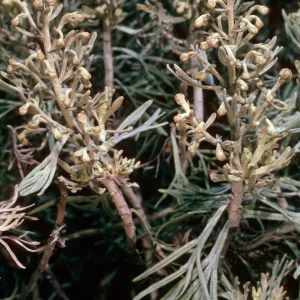 Santa Barbara Island, trail W of campground, Artemisia californica v. insularis