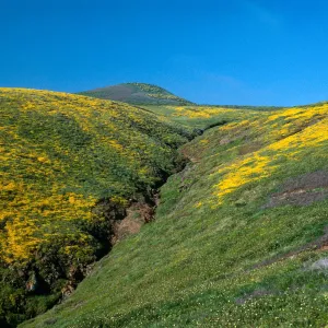 Santa Barbara Island, Cliff Cyn, Lasthenia