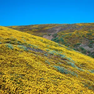 Santa Barbara Island, Cliff Cyn, Lasthenia