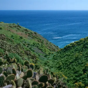 Santa Barbara Island, Cave Cyn.