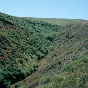 Santa Barbara Island, Middle Cyn