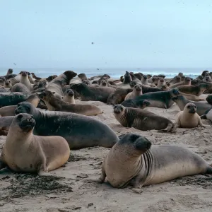 San Miguel Island, Elephant seals