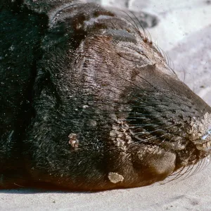 San Miguel Island, Elephant seal