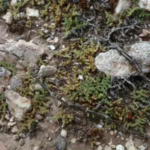 Herniaria cinerea, San Miguel Island, W of San Miguel Peak