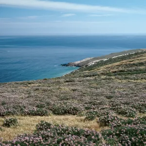 Lupinus albifrons, Cuyler Harbor, San Miguel Island