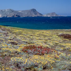Malacothrix incana, San Miguel Island, just W of Hoffmann Point