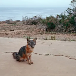 Fox, Johnson's Lee, Santa Rosa Island