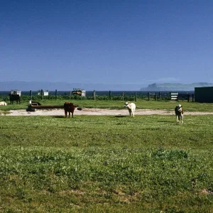cattle, Vail Ranch, Santa Rosa Island