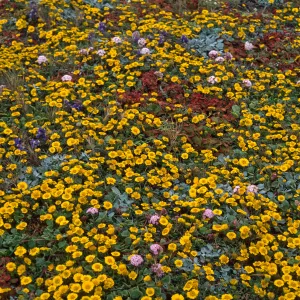 Layia (tidy tips) , West side of Carrington Point, Santa Rosa Island