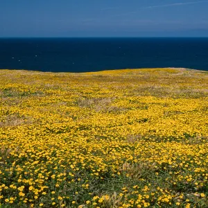 Layia (tidy tips) , West end of Beechers Bay, Santa Rosa Island