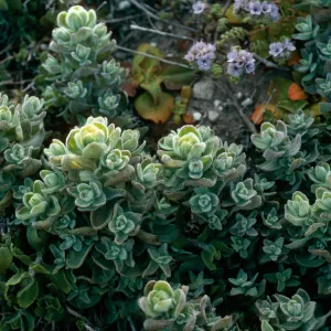 Castilleja mollis, Carrington Point, Santa Rosa Island