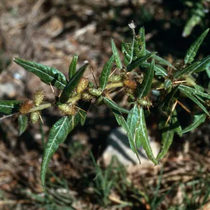 Xanthium spinosum, Lobo Canyon, Santa Rosa Island