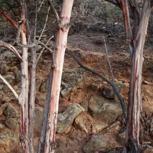 Lyonothamnus, canyon West of Peak 1017, West of South Point ridge, Santa Rosa Island