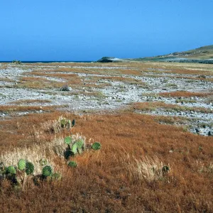 Dudleya Blochmaniae insularis site, South of Î”OAR, Santa Rosa Island