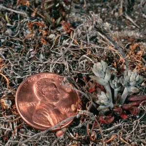 Dudleya blochmaniae insularis, South of Î”OAR, Santa Rosa Island