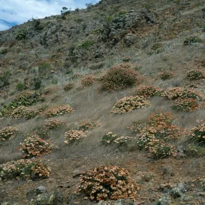 Eriogonum arborescens, ridge leading to Î”John, Santa Cruz Island 