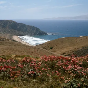 Eriogonum grande rubescens, overlooking Sauces Beach, Santa Cruz Island